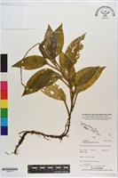 單葉軟葉蘭、阿里山小柱蘭藏品圖，第1張