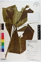 登錄號:S200177藏品圖，第1張