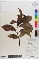 登錄號:S200179藏品圖，第1張