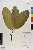 登錄號:S200180藏品圖，第1張