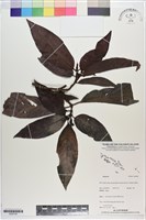 登錄號:S200183藏品圖，第1張