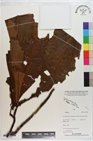 登錄號:S200184藏品圖，第1張