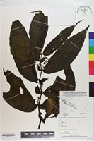 登錄號:S200185藏品圖，第1張