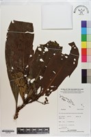 登錄號:S200186藏品圖，第1張