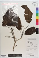 登錄號:S200187藏品圖，第1張