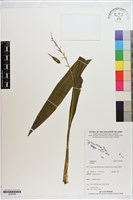 登錄號:S200189藏品圖，第1張