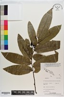 登錄號:S200191藏品圖，第1張