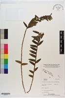 登錄號:S200193藏品圖，第1張