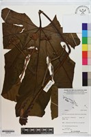 登錄號:S200195藏品圖，第1張