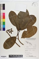 登錄號:S200198藏品圖，第1張