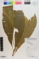 登錄號:S200200藏品圖，第1張