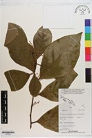 登錄號:S200202藏品圖，第1張