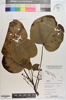 登錄號:S200203藏品圖，第1張