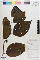 登錄號:S200204藏品圖，第1張