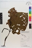 荖藤、荖葉藏品圖，第1張