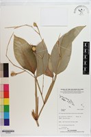 登錄號:S200206藏品圖，第1張