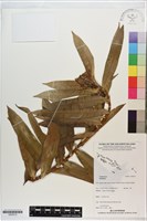 登錄號:S200210藏品圖，第1張