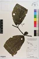 登錄號:S200211藏品圖，第1張