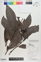 登錄號:S200212藏品圖，第1張