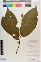 登錄號:S200213藏品圖，第1張