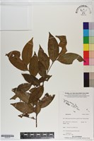 登錄號:S200214藏品圖，第1張