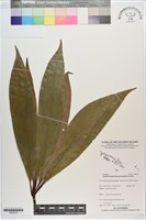 五掌楠藏品圖，第1張