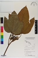 登錄號:S200218藏品圖，第1張