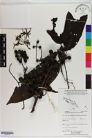 香水樹藏品圖，第1張