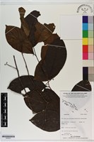 登錄號:S200221藏品圖，第1張