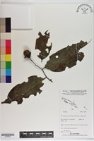 登錄號:S200222藏品圖，第1張