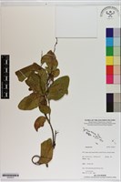 登錄號:S200223藏品圖，第1張