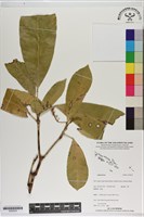 登錄號:S200225藏品圖，第1張