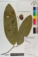 登錄號:S200226藏品圖，第1張