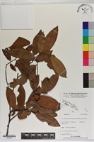 登錄號:S200229藏品圖，第1張