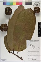 登錄號:S200231藏品圖，第1張