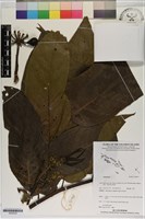 登錄號:S200235藏品圖，第1張