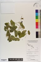 登錄號:S200240藏品圖，第1張