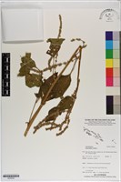 野莧菜藏品圖，第1張