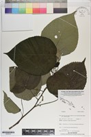 登錄號:S200243藏品圖，第1張