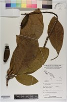 登錄號:S200244藏品圖，第1張