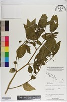 燈籠草藏品圖，第1張