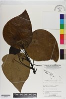 蓮葉桐藏品圖，第1張