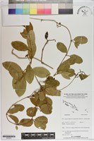 登錄號:S200251藏品圖，第1張