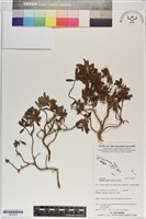 水芫花藏品圖，第1張