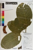 登錄號:S200257藏品圖，第1張