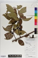 登錄號:S200259藏品圖，第1張