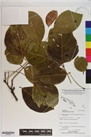 水黃皮藏品圖，第1張