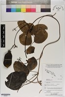 恆春血藤藏品圖，第1張