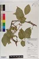 登錄號:S200262藏品圖，第1張