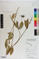 登錄號:S200263藏品圖，第1張